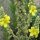 Großblütige Königskerze (Verbascum densiflorum) Bio Saatgut