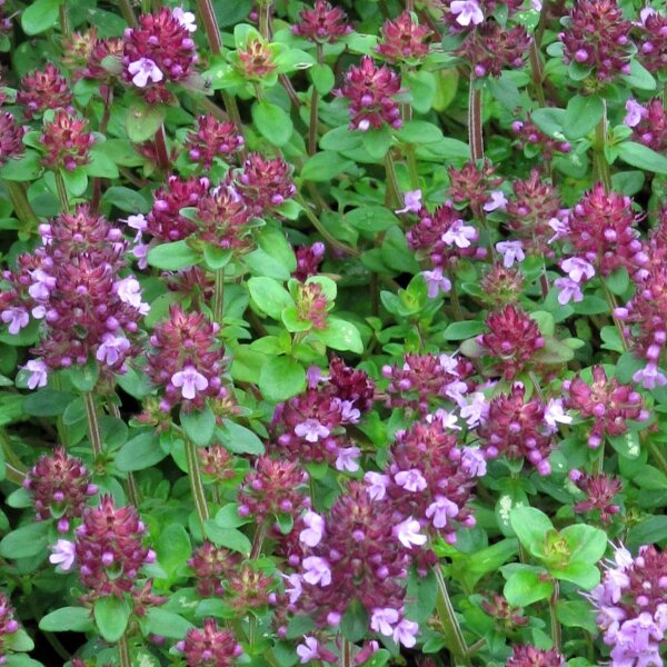 Quendel / Wilder Thymian (Thymus pulegioides) Bio Saatgut