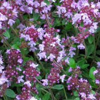 Quendel / Wilder Thymian (Thymus pulegioides) Bio Saatgut