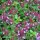 Quendel / Wilder Thymian (Thymus pulegioides) Bio Saatgut