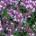 Quendel / Wilder Thymian (Thymus pulegioides) Bio Saatgut