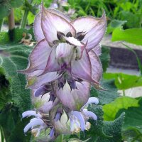 Muskatellersalbei (Salvia sclarea) Bio Saatgut