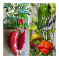 Bekannte klassische Chilisorten (Bio) - Samenset