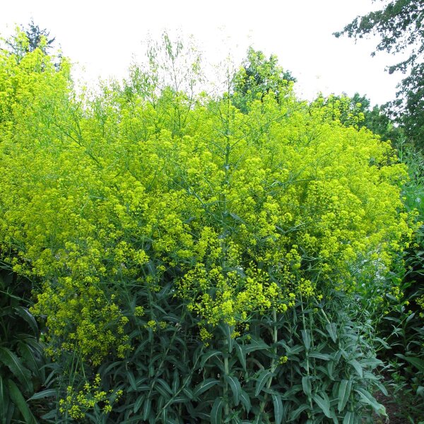 Färberwaid (Isatis tinctoria) Bio Saatgut