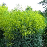 Färberwaid (Isatis tinctoria) Bio Saatgut