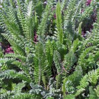 Schafgarbe (Achillea millefolium) Bio Saatgut