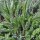 Schafgarbe (Achillea millefolium) Bio Saatgut