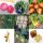 Mittelzehrer-Gemüse für das Hochbeet (Bio) - Samen-Geschenkset