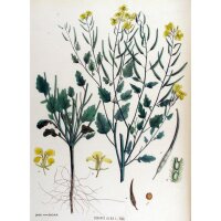 Gelbsenf / Weißer Senf (Sinapis alba) Bio Saatgut