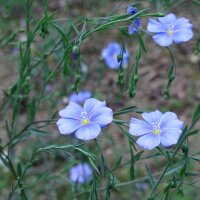 Gemeiner Lein / Flachs (Linum usitatissimum) Bio Saatgut