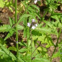 Eisenkraut (Verbena officinalis) Bio Saatgut