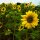 Sonnenblumen-Mix (Helianthus annuus) Bio