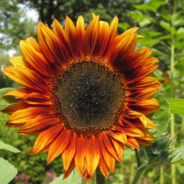 Sonnenblume Velvet Queen (Helianthus annuus) Bio Saatgut