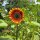 Sonnenblume Velvet Queen (Helianthus annuus) Bio Saatgut