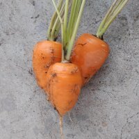 Karotte Chantenay (Daucus carota) Bio Saatgut