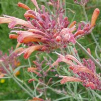 Felsen-Duftnessel Apache Sunset (Agastache rupestris) Bio...