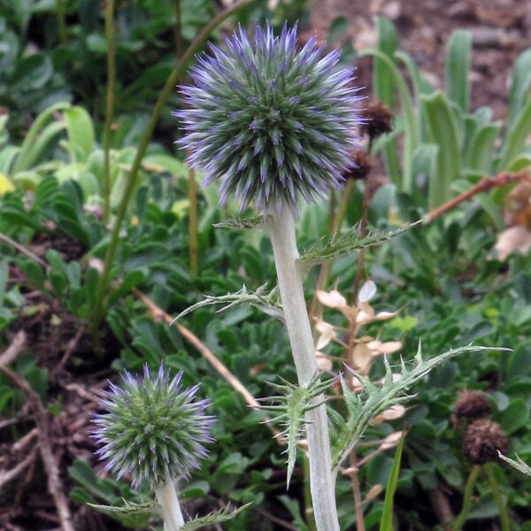 Blaue Kugeldistel (Echinops ritro) Bio Saatgut