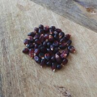 Schwarzer Popcorn-Mais (Zea mays) Bio Saatgut