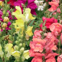 Löwenmäulchen (Antirrhinum majus) Bio Saatgut