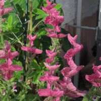 Schopfsalbei / Buntschopfsalbei (Salvia viridis) Bio Saatgut