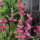 Schopfsalbei / Buntschopfsalbei (Salvia viridis) Bio Saatgut