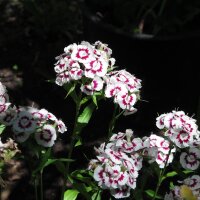 Bartnelke Sweet William (Dianthus barbatus) Bio Saatgut