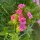 Bartnelke Sweet William (Dianthus barbatus) Bio Saatgut