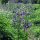 Gemeine Akelei (Aquilegia vulgaris) Bio Saatgut