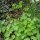 Gemeine Akelei (Aquilegia vulgaris) Bio Saatgut