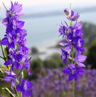 Feldrittersporn Galilee-Mix (Delphinium consolida) Bio...