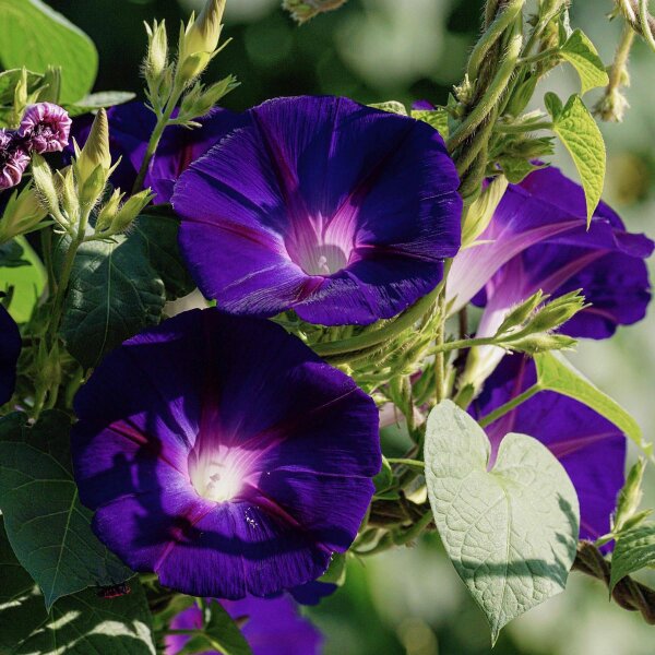 Purpur-Prunkwinde (Ipomea purpurea) Bio Saatgut