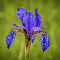 Sibirische Schwertlilie (Iris sibirica) Bio Saatgut