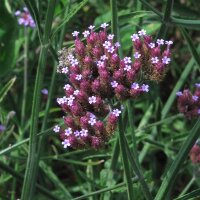 Patagonisches Eisenkraut (Verbena bonariensis) Bio Saatgut