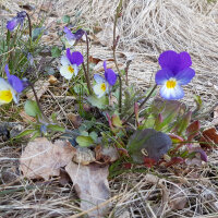 Wildes Stiefmütterchen / Ackerveilchen (Viola tricolor) Bio Saatgut