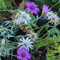 Papierblume (Xeranthemum annuum) Bio Saatgut