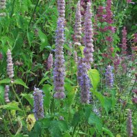 Asiatische Duftnessel (Agastache rugosa) Bio Samen