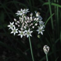 Schnittknoblauch (Allium tuberosum) Bio-Saatgut