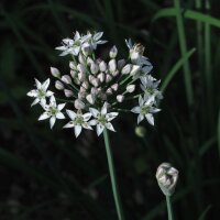 Schnittknoblauch (Allium tuberosum)