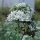 Schnittknoblauch (Allium tuberosum) Saatgut