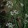 Schnittknoblauch (Allium tuberosum) Saatgut