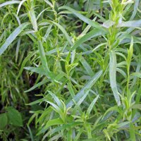 Estragon (Artemisia dracunculus) Bio Saatgut