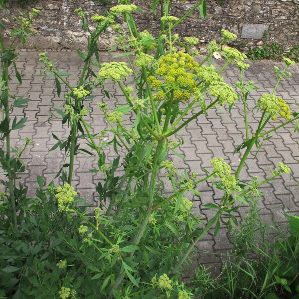 liebstöckel saatgut Liebstöckel, Maggikraut Samen, Levisticum officinale – samenfritze
