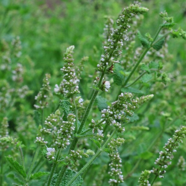 Rundblättrige Minze / Apfelminze (Mentha suaveolens) Bio Saatgut