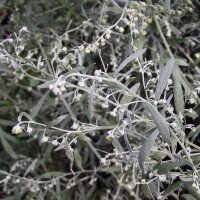 Wermut (Artemisia absinthium) Bio Saatgut