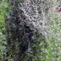 Wermut (Artemisia absinthium) Bio Saatgut