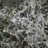 Wermut (Artemisia absinthium) Bio