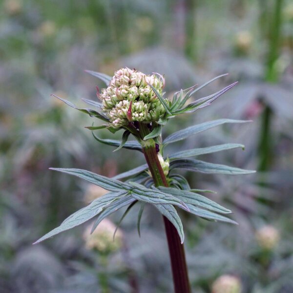 Echter Baldrian (Valeriana officinalis) Bio Saatgut