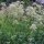 Echter Baldrian (Valeriana officinalis) Bio Saatgut