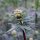 Echter Baldrian (Valeriana officinalis) Bio Saatgut