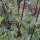 Echter Baldrian (Valeriana officinalis) Bio Saatgut